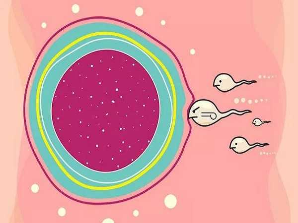 成都代怀孕产子公司包成功，成都试管婴儿科普：80、90后的青年卵巢早衰了还